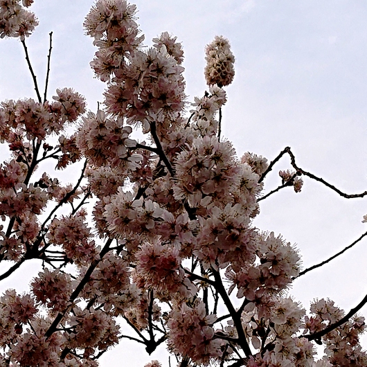 f:id:go-shanghai:20220315202507j:plain