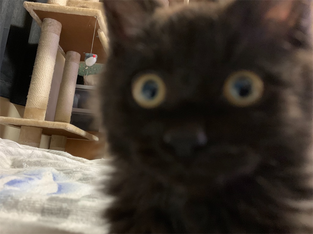f:id:go51go:20190115004506j:image