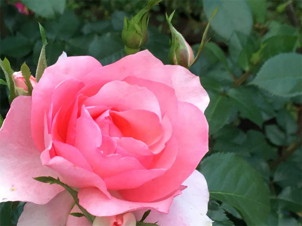 f:id:go_abroad:20180604150507j:image