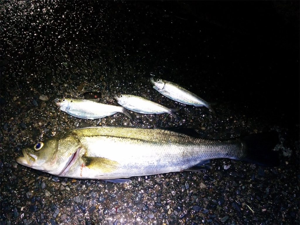 f:id:go_fishing2017:20170817202746j:image f:id:go_fishing2017:20170817202746j:image