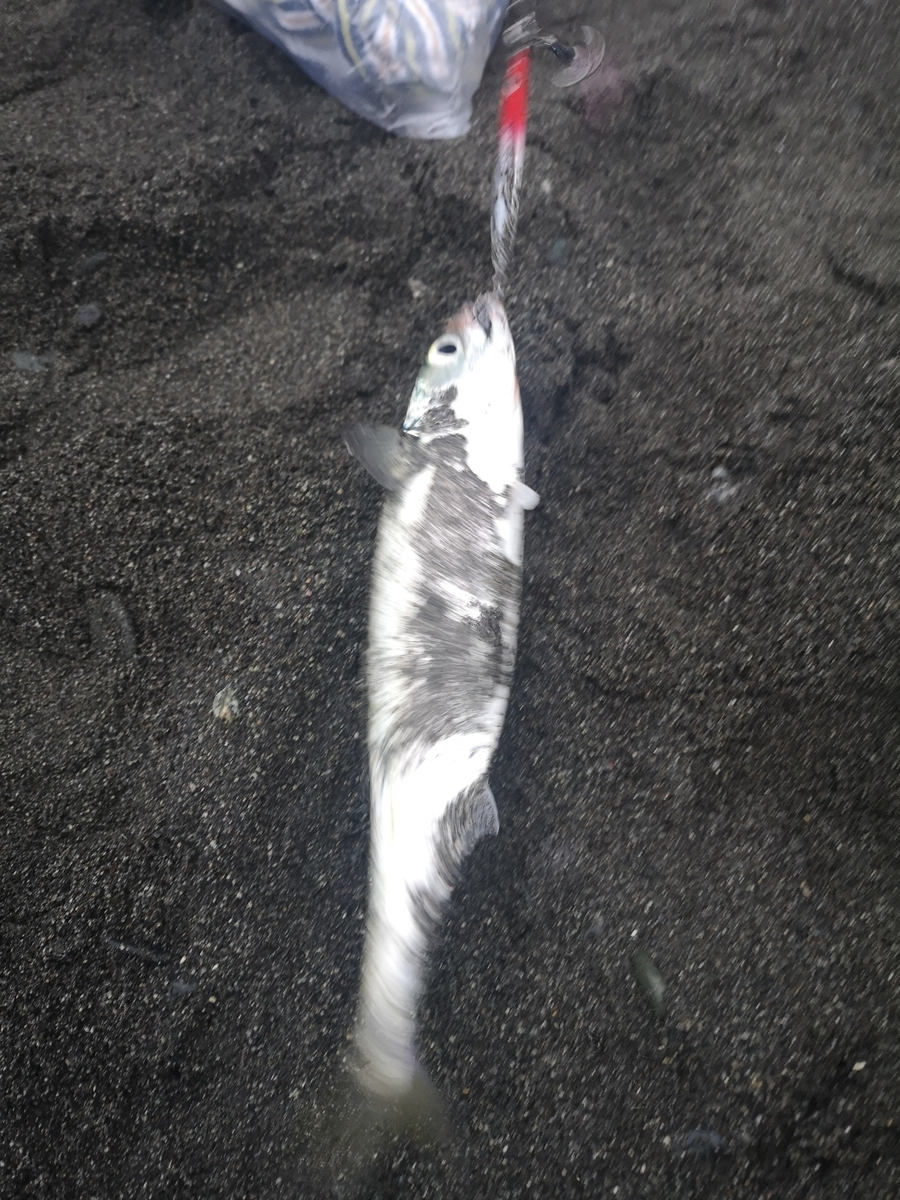 f:id:go_fishing2017:20190428165919j:plain f:id:go_fishing2017:20190428165919j:plain