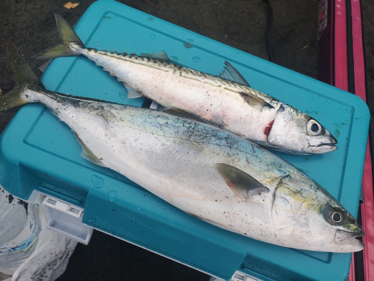 f:id:go_fishing2017:20190428170534j:plain f:id:go_fishing2017:20190428170534j:plain