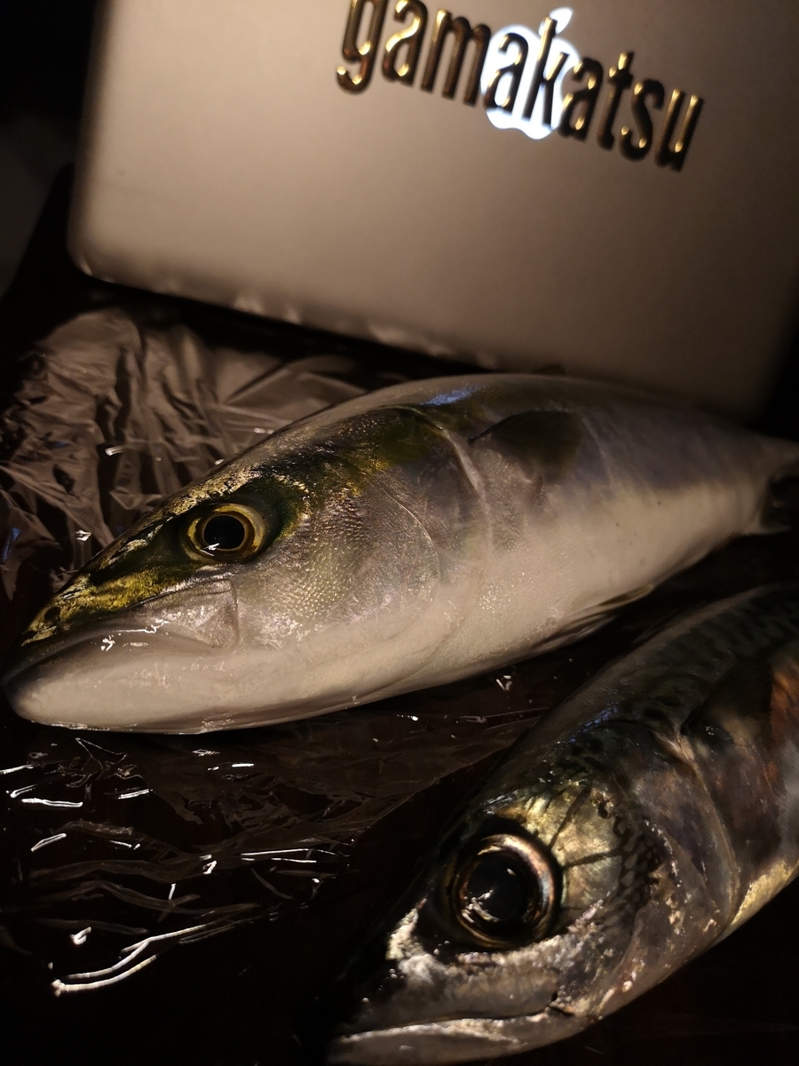 f:id:go_fishing2017:20190428171001j:plain f:id:go_fishing2017:20190428171001j:plain