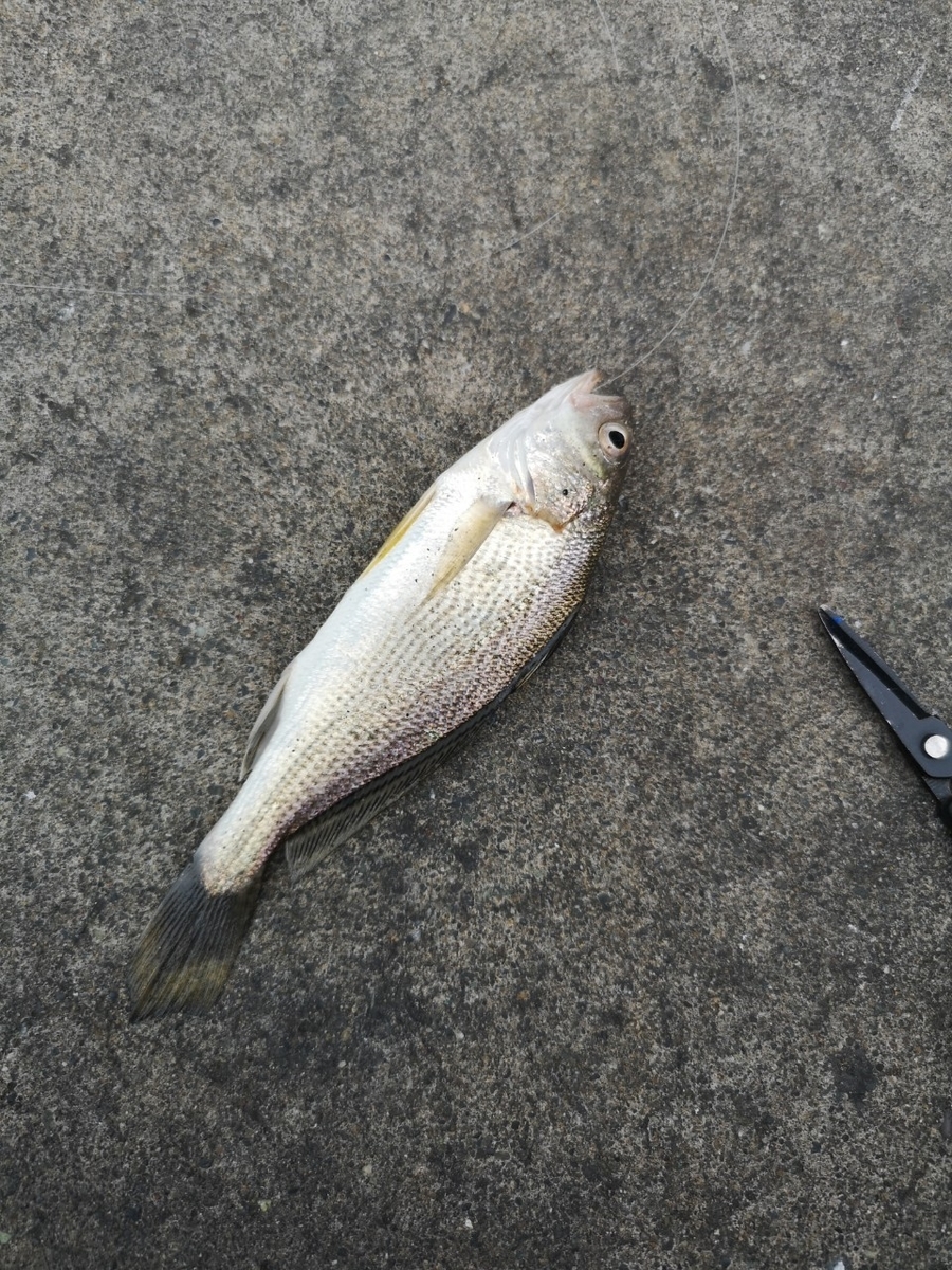 f:id:go_fishing2017:20191002004900j:plain