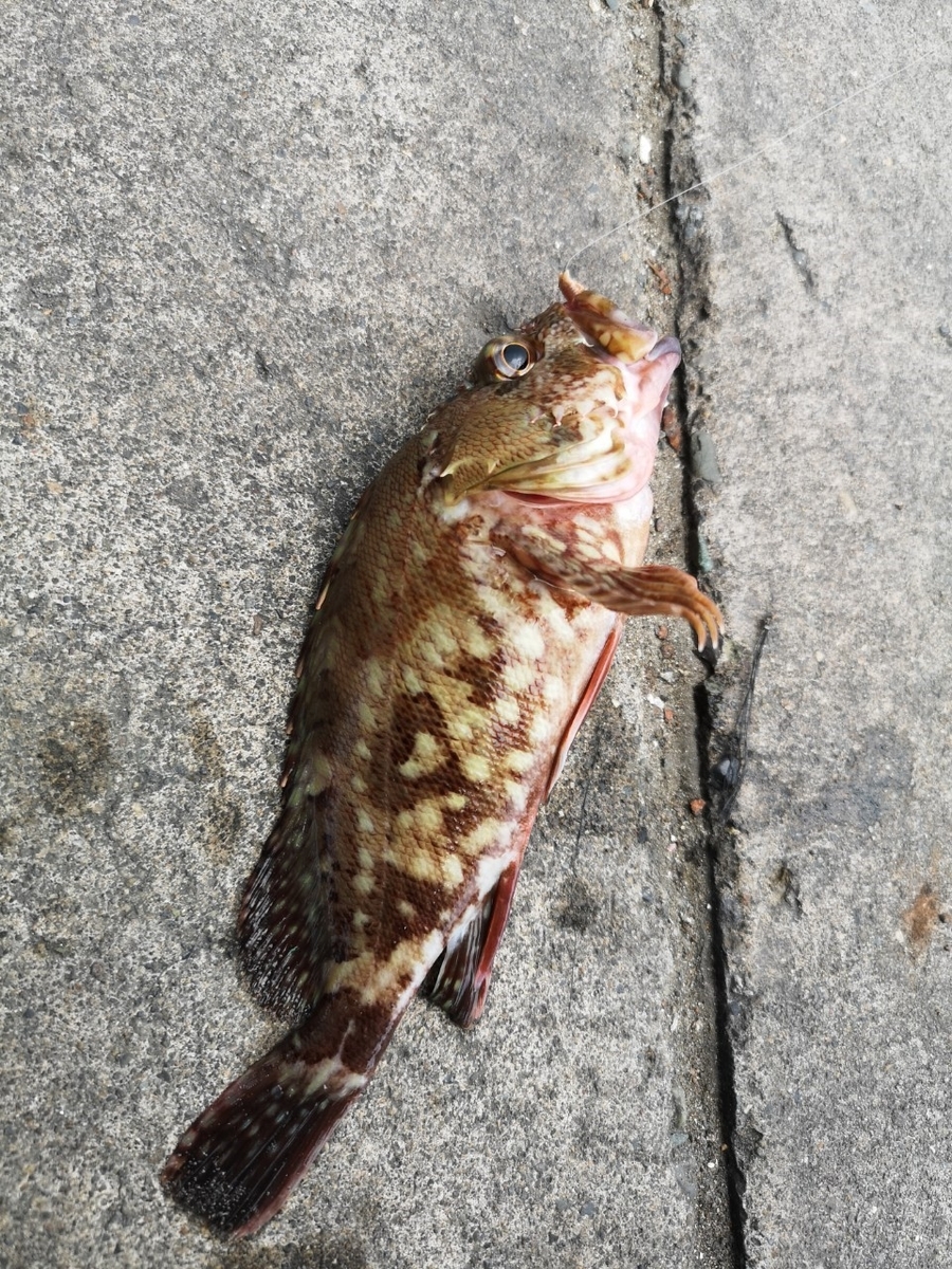 f:id:go_fishing2017:20191002004913j:plain