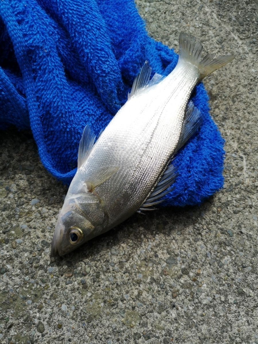 f:id:go_fishing2017:20191002005256j:plain