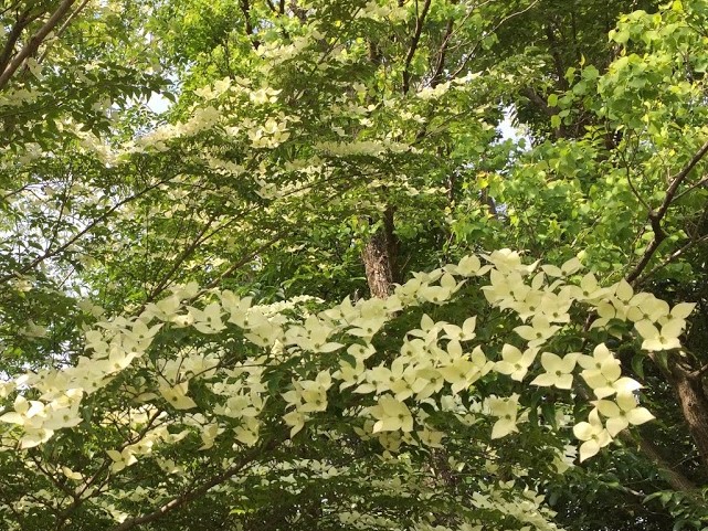 f:id:go_kuma:20180523220422j:plain