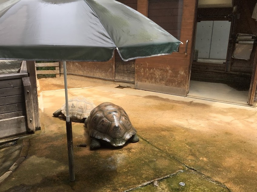 f:id:go_kuma:20180822223659j:plain f:id:go_kuma:20180822223659j:plain