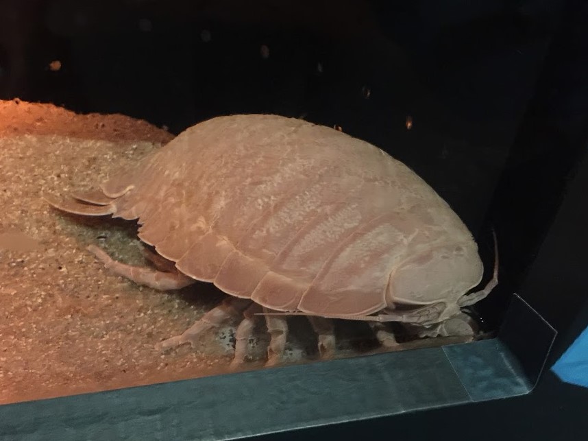岐阜県各務原市の世界淡水魚園水族館 アクア トトぎふ に行ってきました Part 6 ゾクゾク水ゾクッ館編 心は空気で出来ている 岐阜県各務原市の世界淡水魚園水族館 アクア トトぎふ に行ってきました Part 6 ゾクゾク水ゾクッ館編 心は空気で出来ている