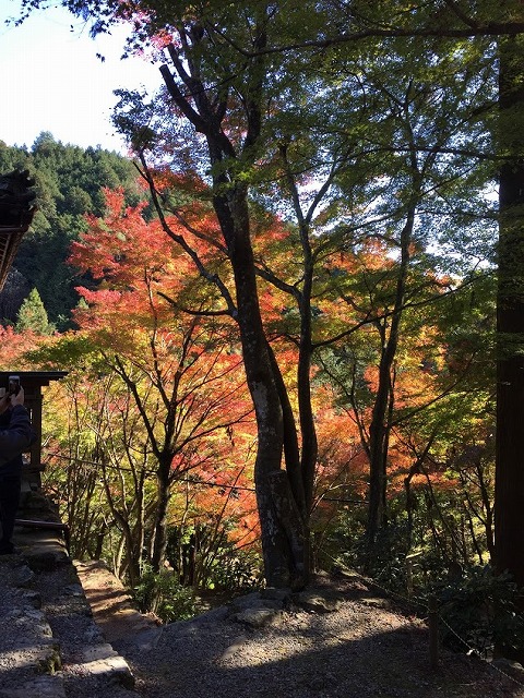 f:id:go_kuma:20181128205218j:plain