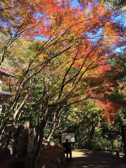 f:id:go_kuma:20181128205423j:plain