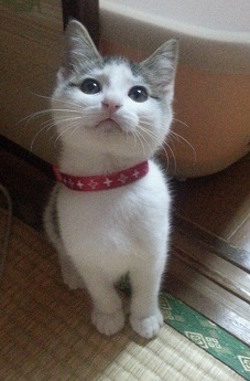 イメージ 4