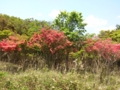 青山高原のつつじ