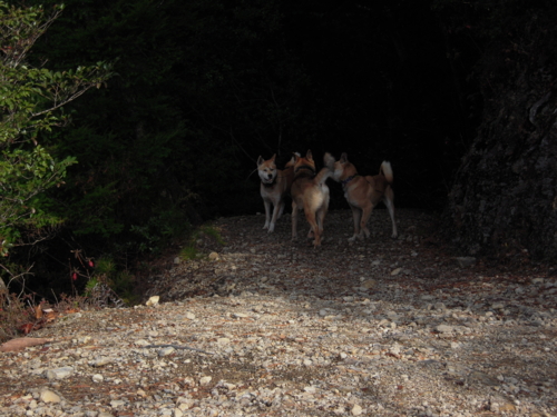 f:id:goblinking:20121224113609j:image