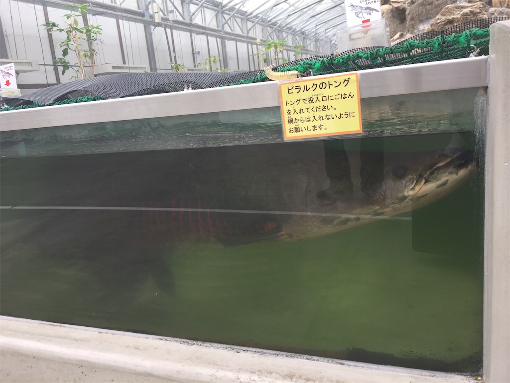 f:id:gobrintan:20190628073239j:image