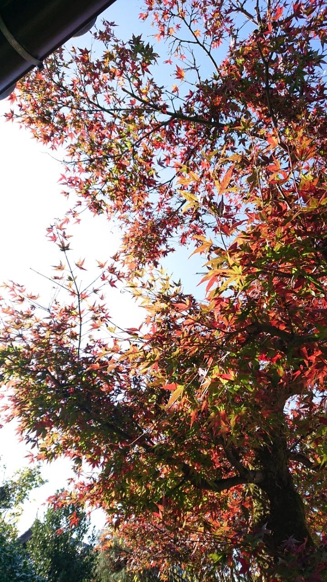 f:id:gobuichikun:20201116001830j:plain