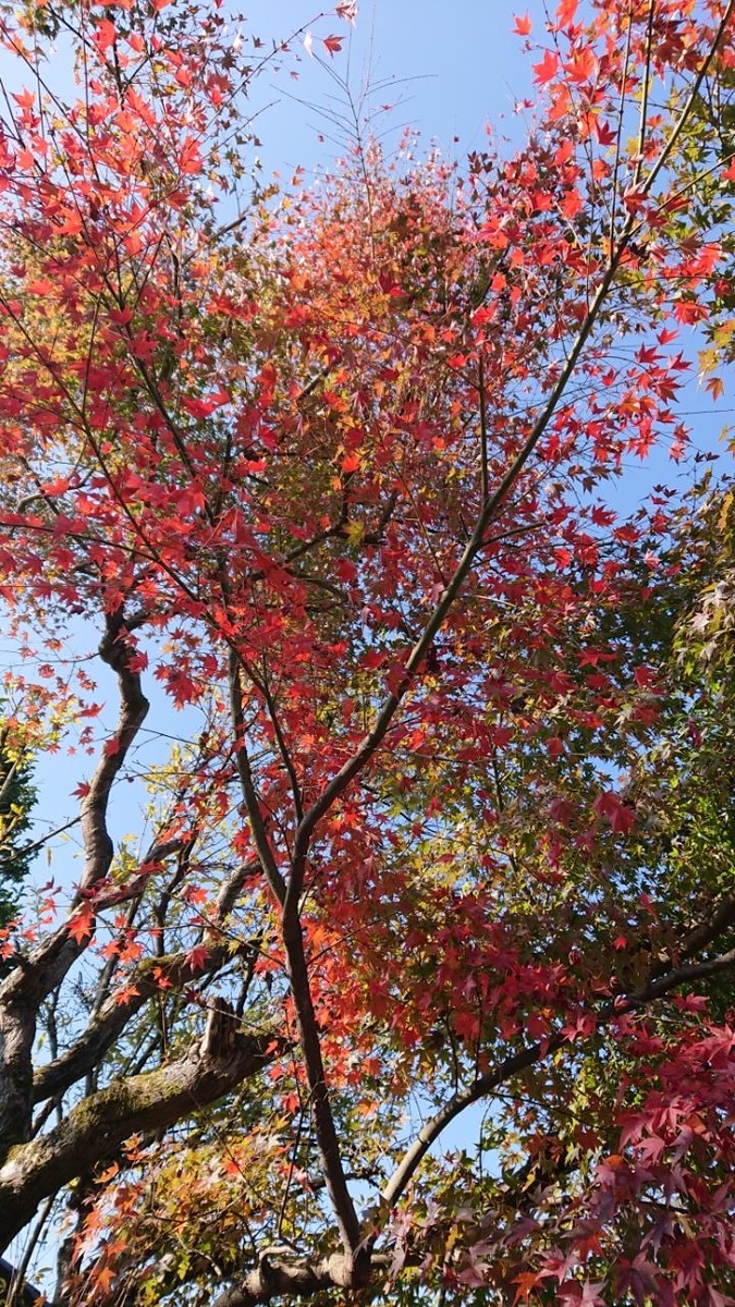 f:id:gobuichikun:20201117124745j:plain
