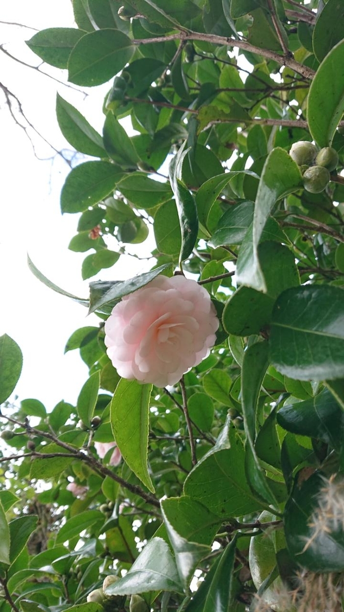 f:id:gobuichikun:20201123234849j:plain