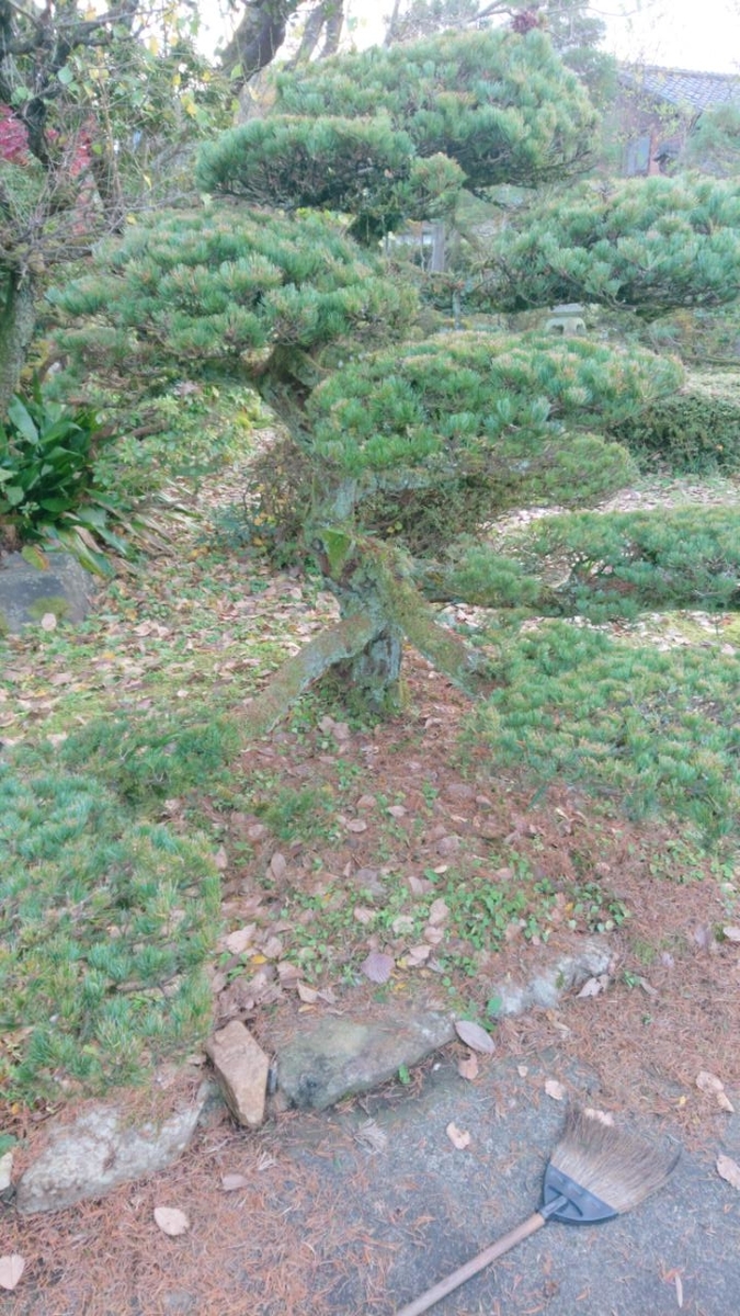 f:id:gobuichikun:20201123235026j:plain