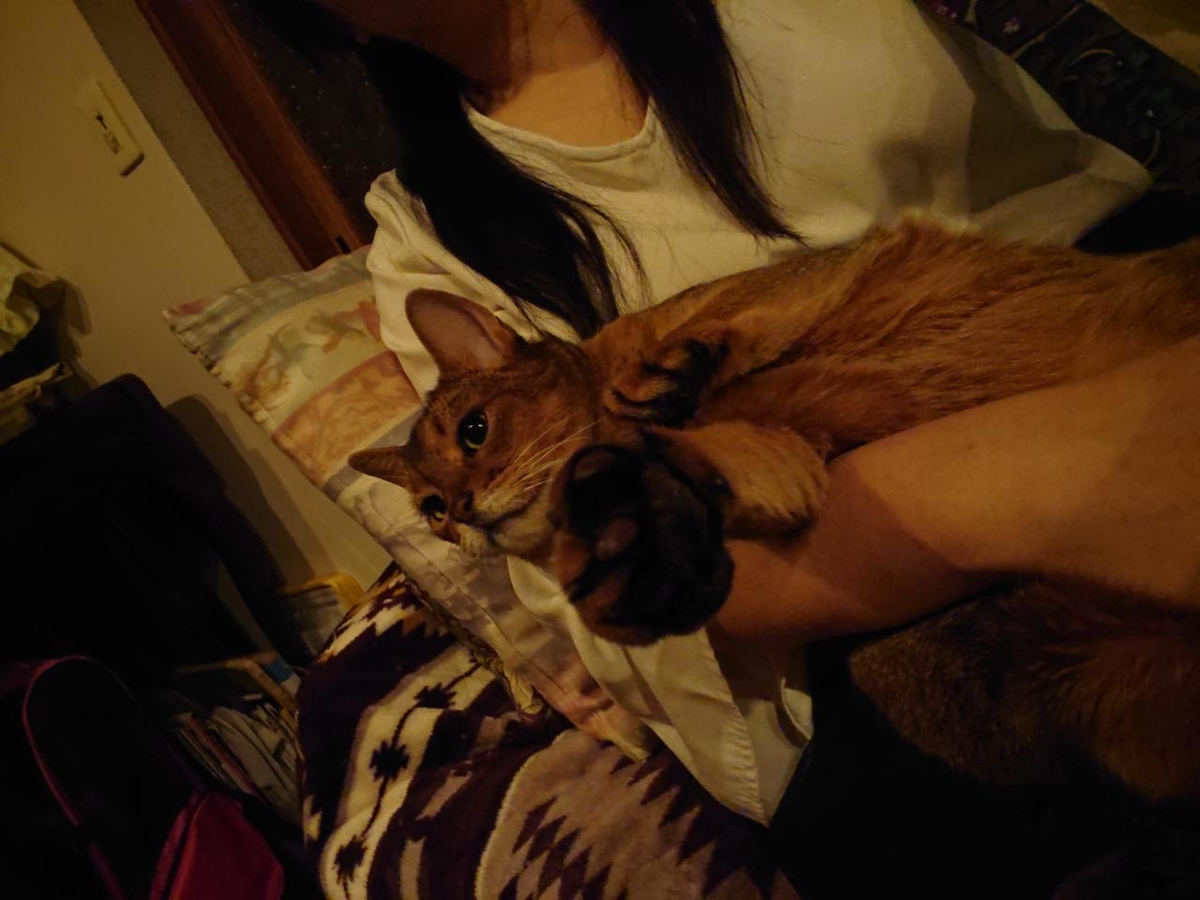 f:id:gobuichikun:20201128200250j:plain