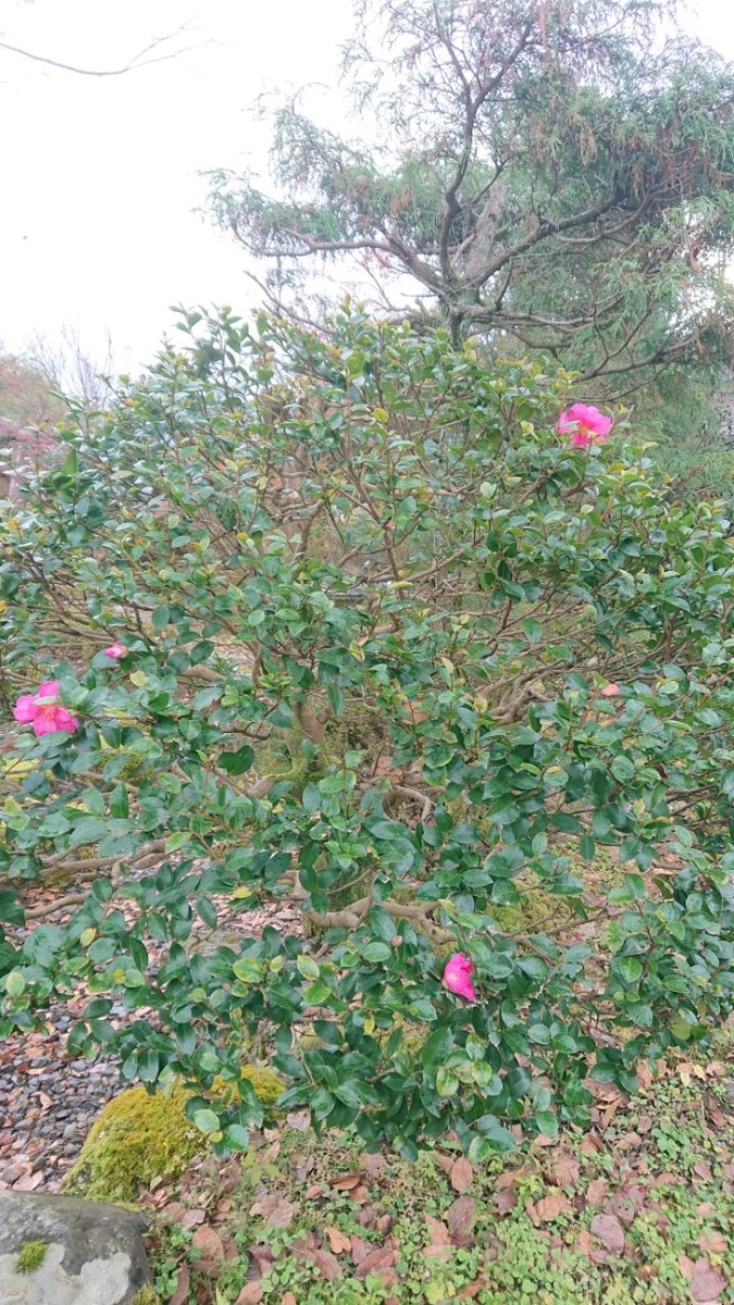 f:id:gobuichikun:20201204010758j:plain