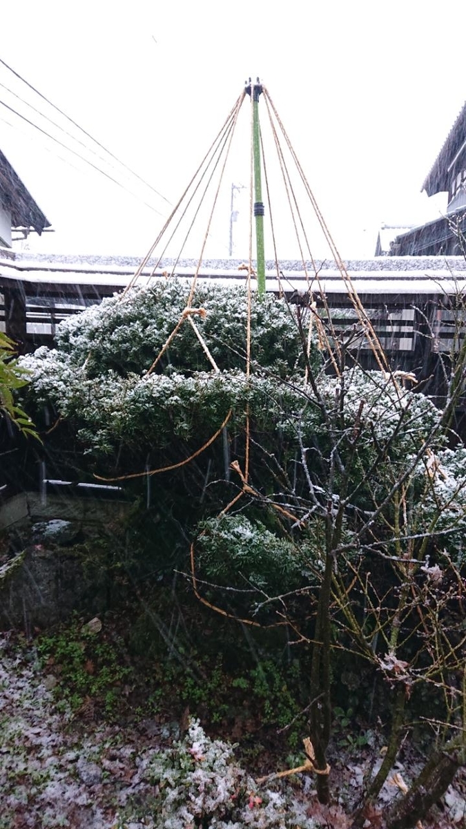 f:id:gobuichikun:20210102025112j:plain