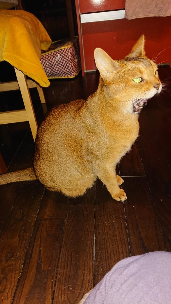 f:id:gobuichikun:20210113012129j:plain