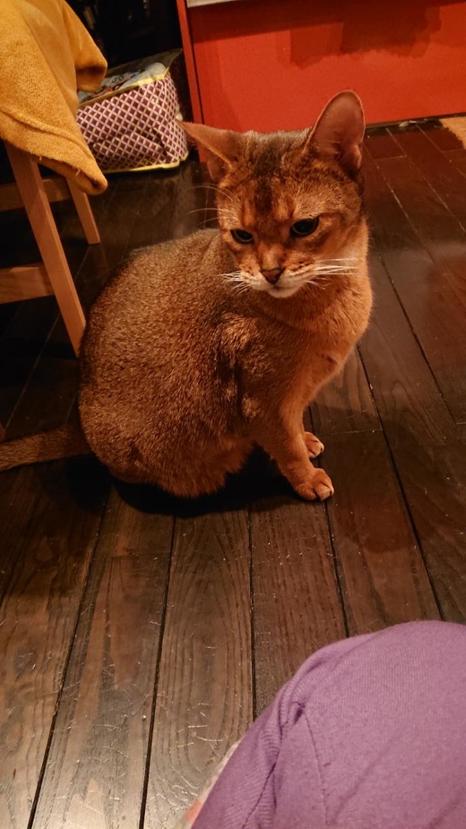 f:id:gobuichikun:20210113012238j:plain