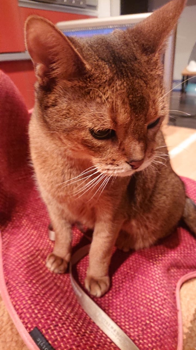 f:id:gobuichikun:20210116010319j:plain