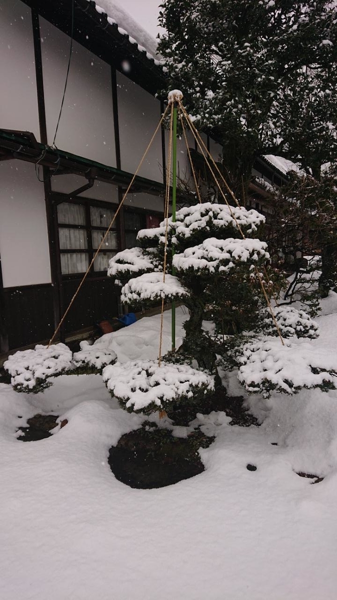 f:id:gobuichikun:20210120013747j:plain