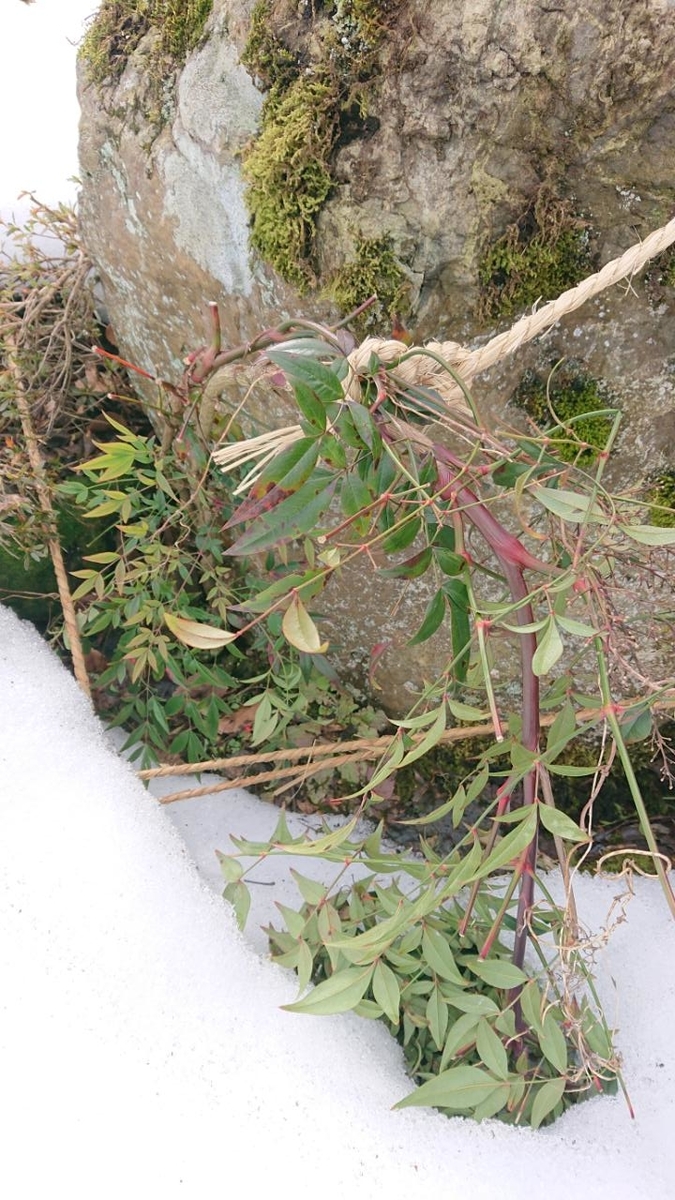 f:id:gobuichikun:20210127022221j:plain