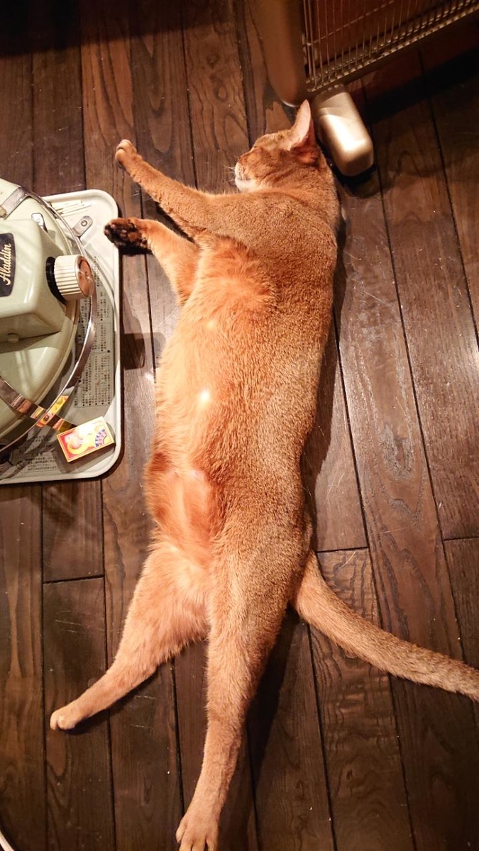 f:id:gobuichikun:20210204010249j:plain