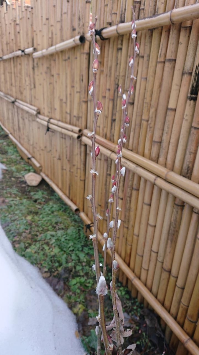f:id:gobuichikun:20210206232115j:plain