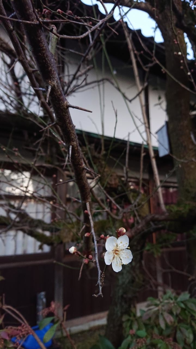 f:id:gobuichikun:20210213233117j:plain