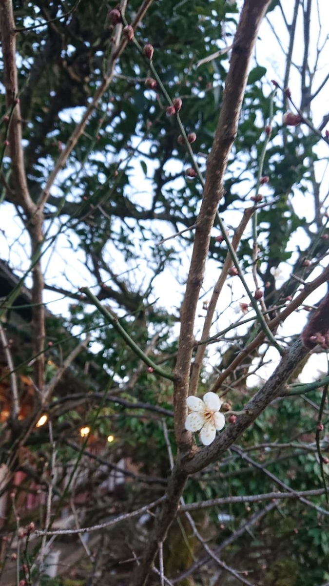 f:id:gobuichikun:20210213233139j:plain
