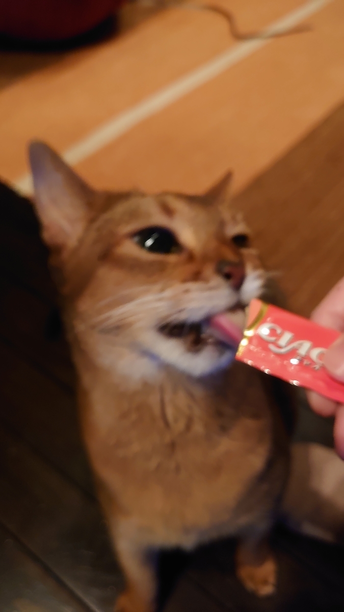 f:id:gobuichikun:20210221210327j:plain