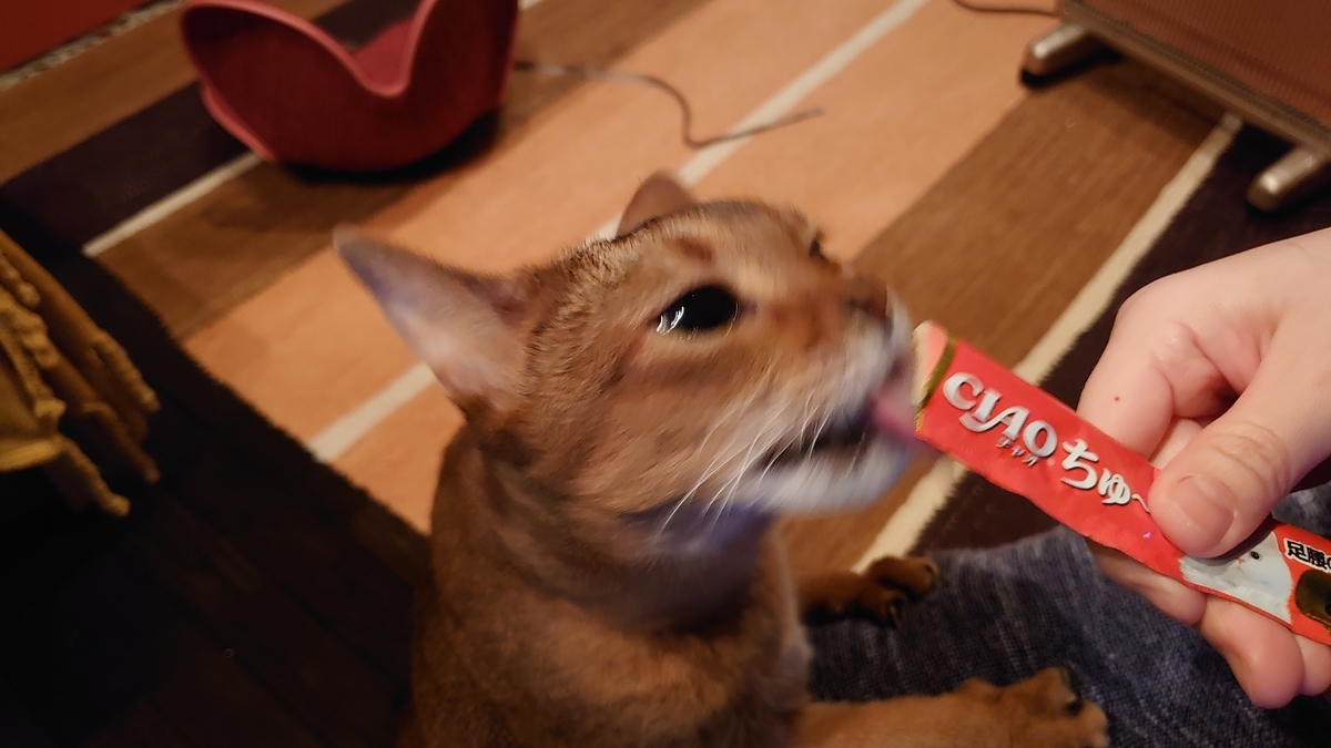 f:id:gobuichikun:20210221210540j:plain