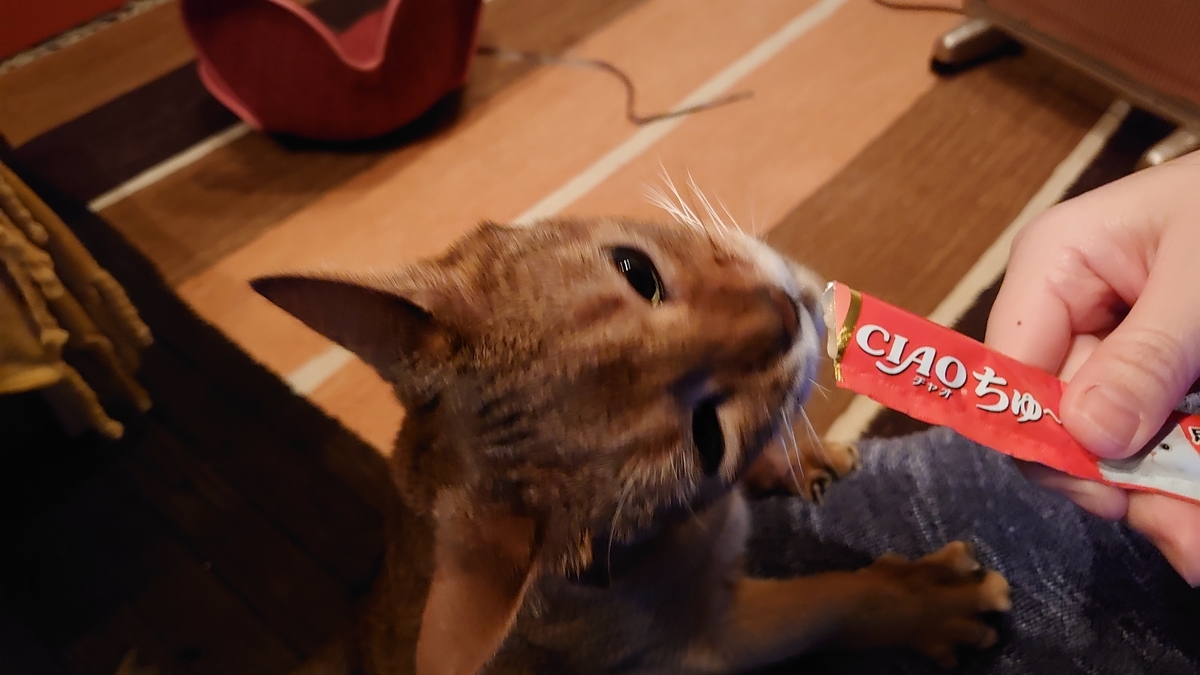 f:id:gobuichikun:20210221210644j:plain