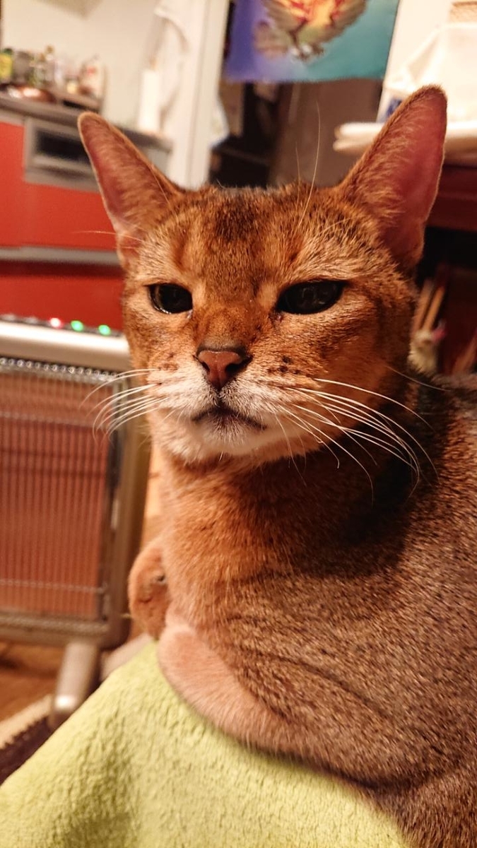 f:id:gobuichikun:20210302021257j:plain
