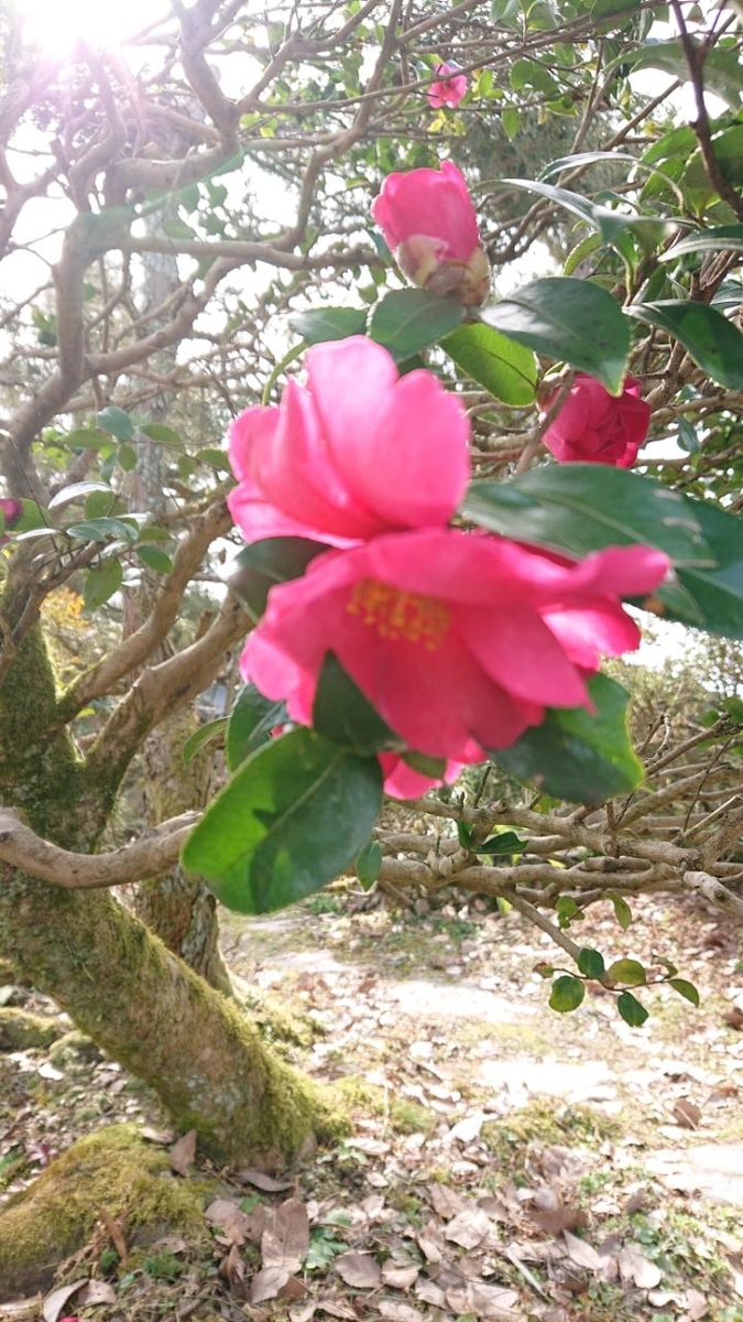 f:id:gobuichikun:20210303014317j:plain