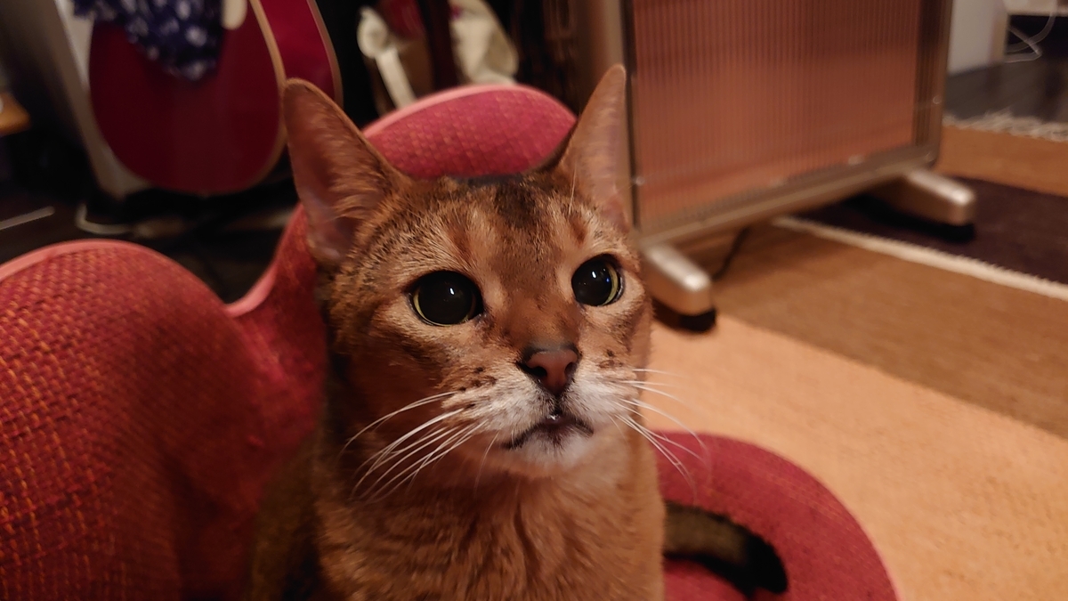 f:id:gobuichikun:20210306172823j:plain
