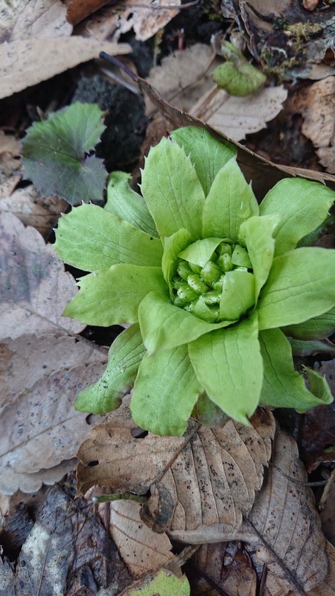 f:id:gobuichikun:20210306173657j:plain