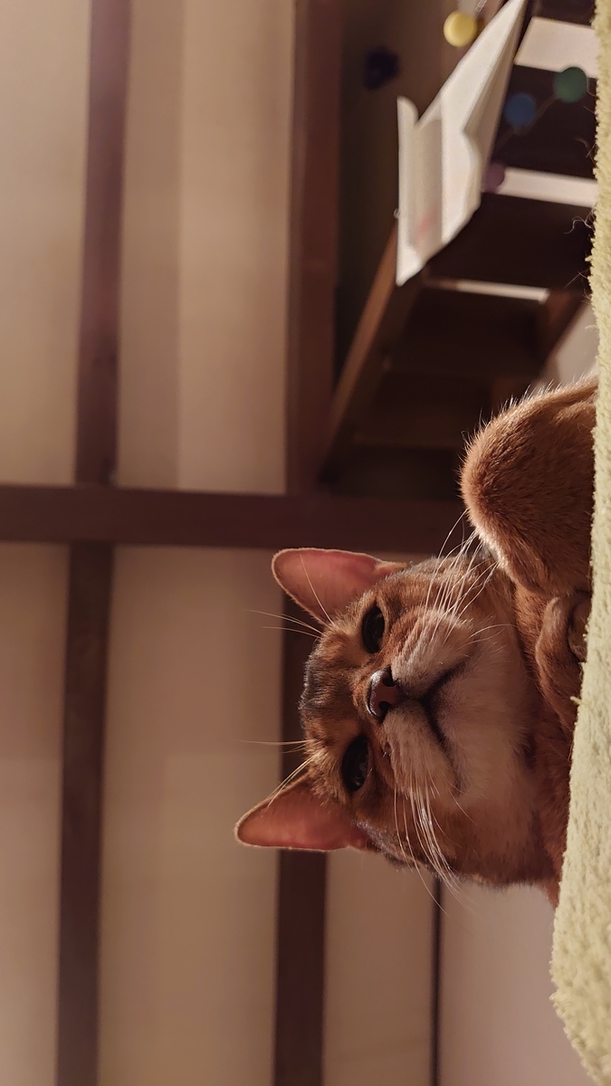 f:id:gobuichikun:20210313165755j:plain