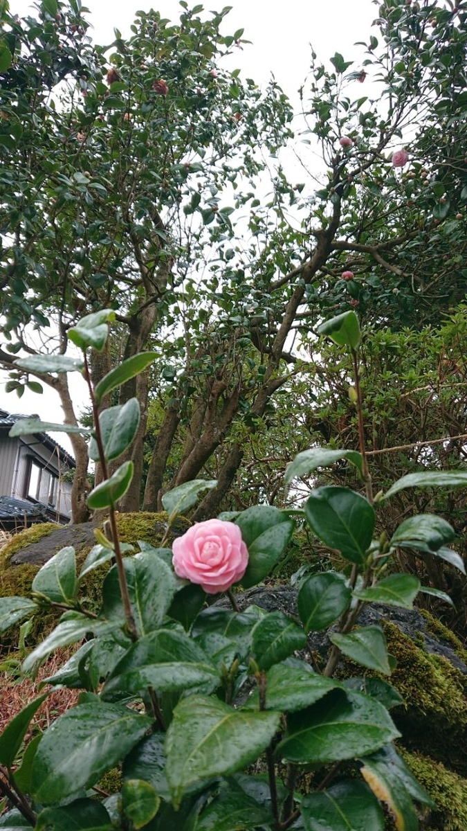 f:id:gobuichikun:20210316203553j:plain