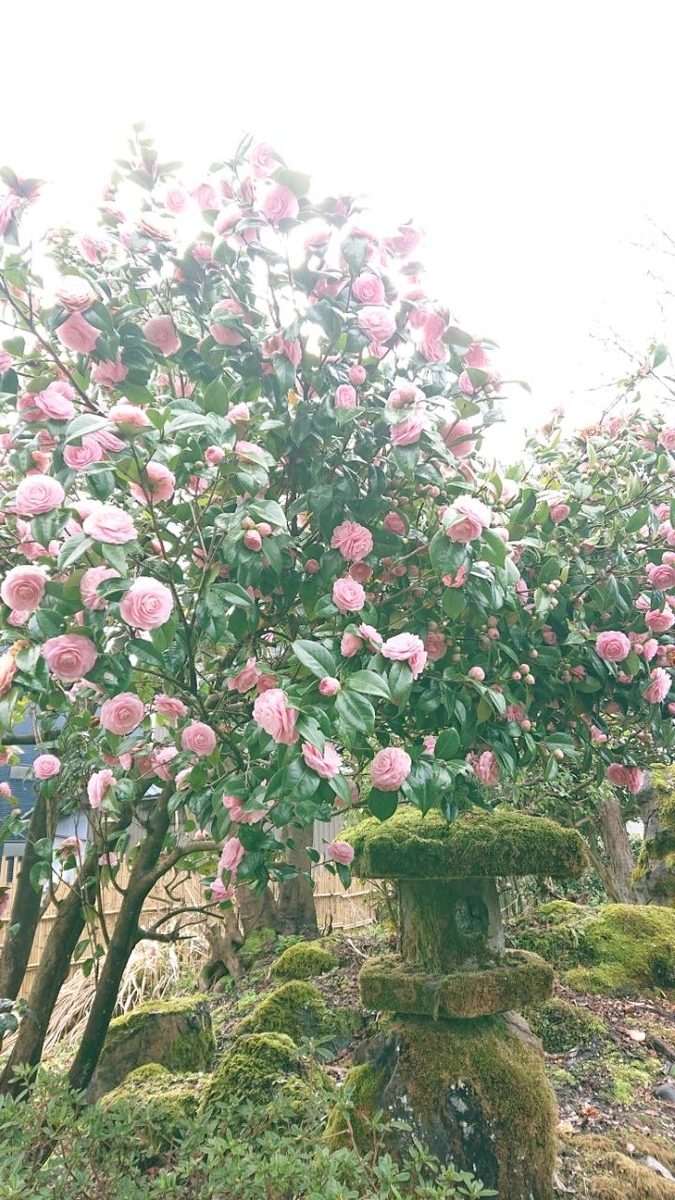 f:id:gobuichikun:20210326021533j:plain