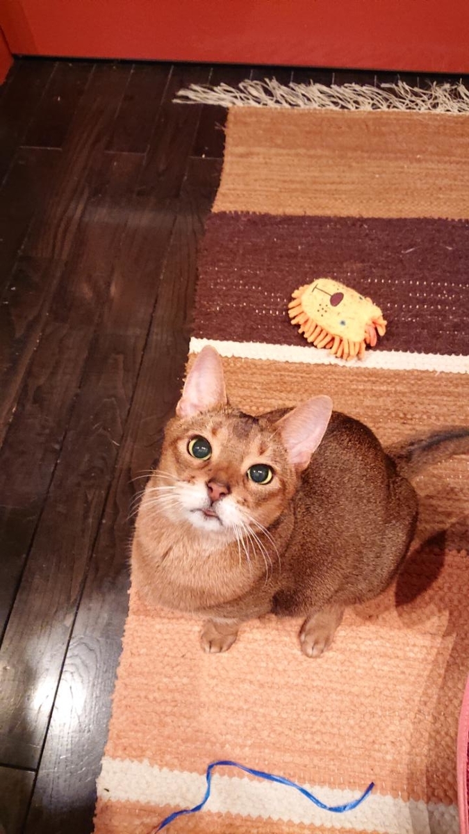 探偵 ナイトスクープとは テレビの人気 最新記事を集めました はてな