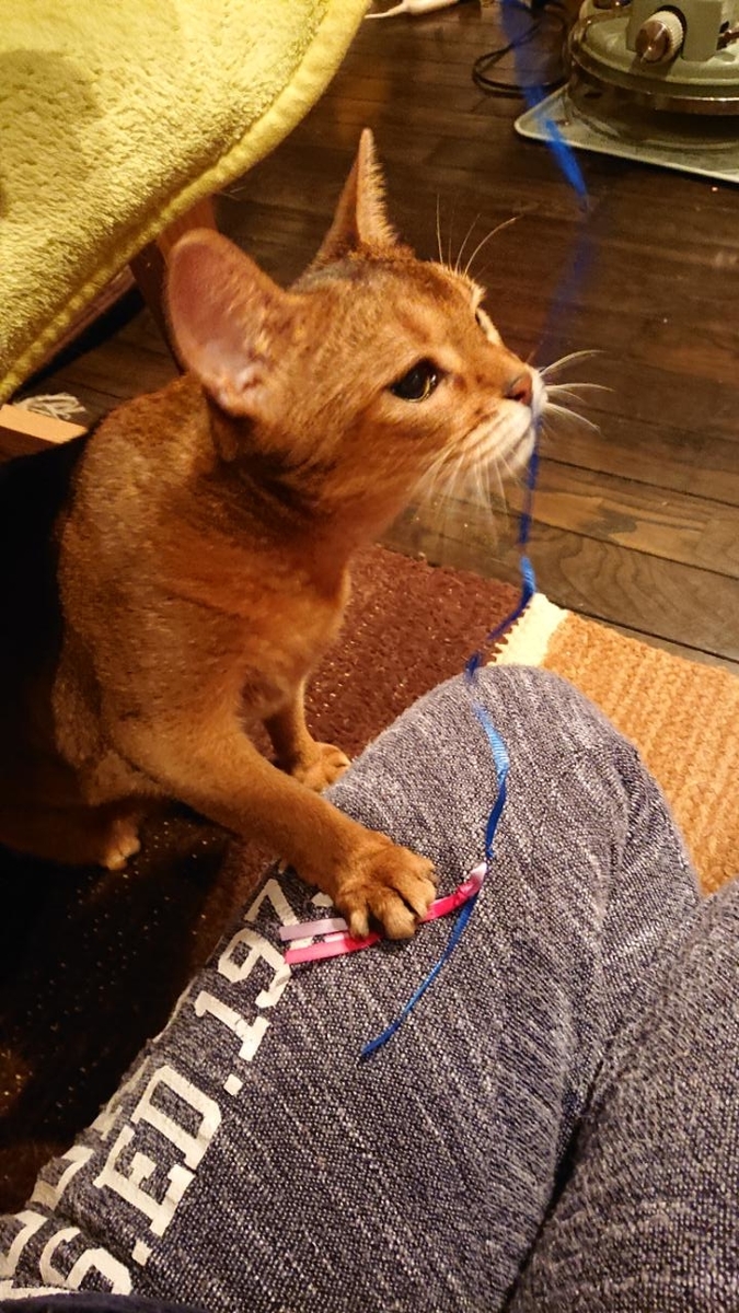 f:id:gobuichikun:20210401210930j:plain