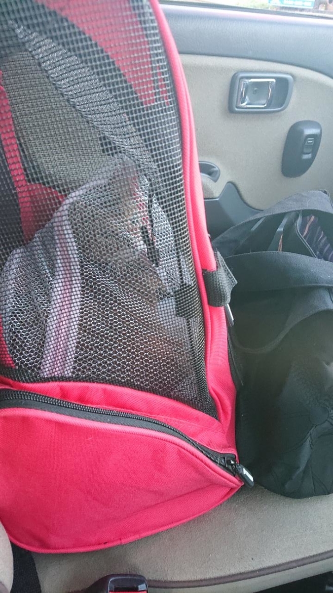 f:id:gobuichikun:20210424223905j:plain