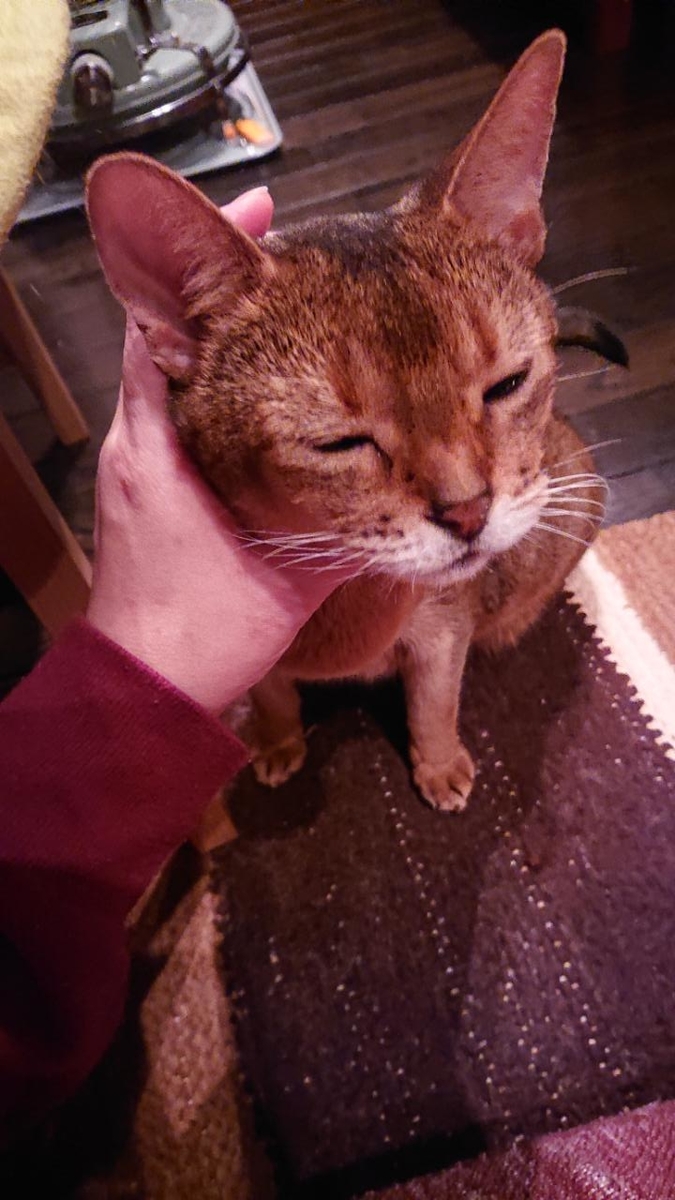f:id:gobuichikun:20210427020431j:plain