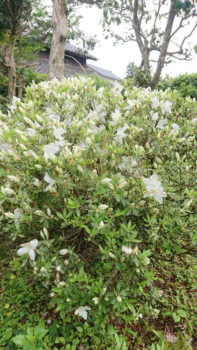 f:id:gobuichikun:20210504022606j:plain